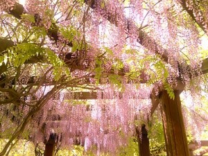 Jardines de Perón