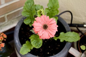 Maceta de gerberas