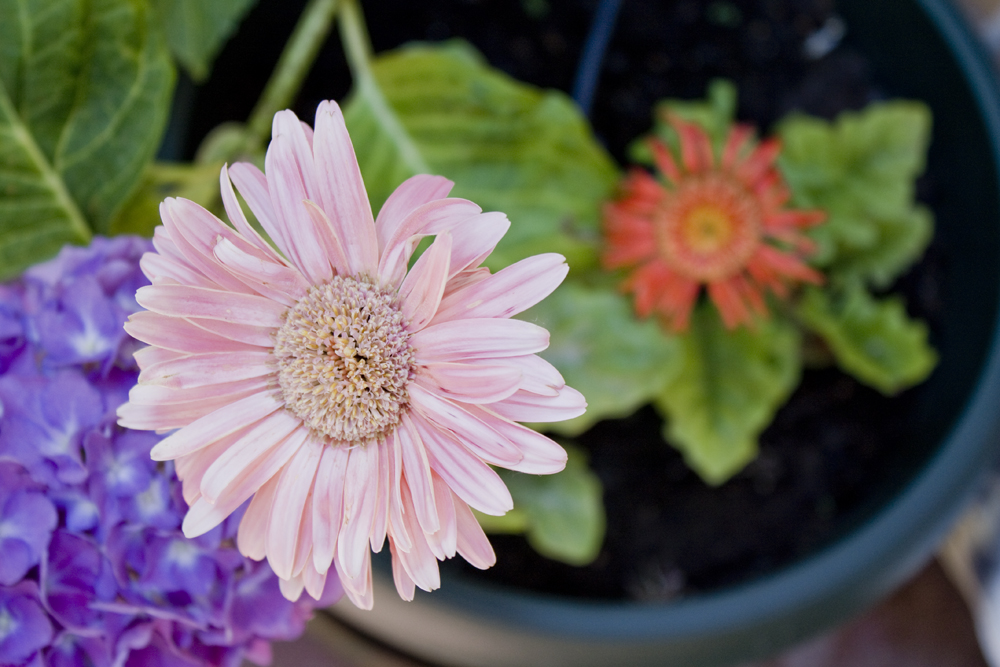 Gerberas