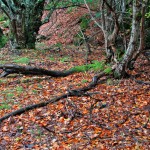 Parque Natural Hayedo de Tejera