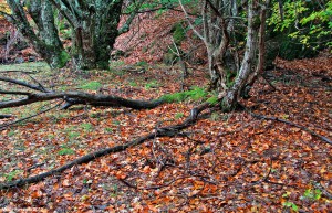 Parque Natural Hayedo de Tejera