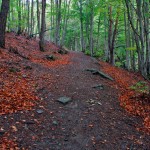 Parque natural Hayedo de Tejera