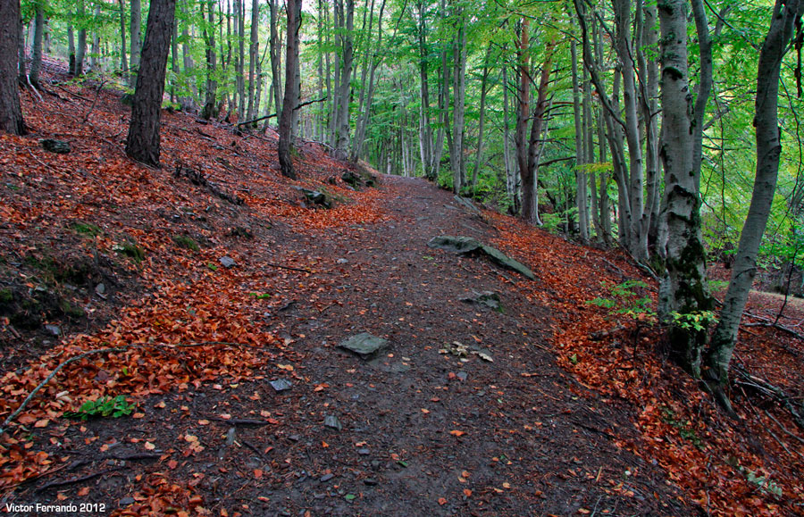 Parque natural Hayedo de Tejera