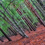 Parque natural Hayedo de Tejera