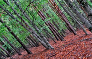 Parque natural Hayedo de Tejera