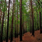 Parque natural Hayedo de Tejera