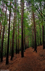 Parque natural Hayedo de Tejera