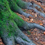 Parque Natural Hayedo de Tejera