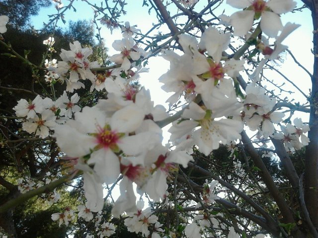 Almendros en flor en la Dehesa de la Villa